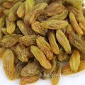 Xinjiang Raisins en vrac séchées Sweet Golden Raisins Kismis